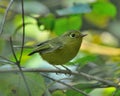 Yellow Vented Warbler (Phylloscopus cantator) Royalty Free Stock Photo