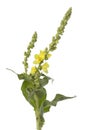 Yellow Verbascum