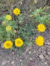 Yellow Verbesina encelioides is a flowering plant in the family Asteraceae.