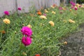 Yellow Verdolaga or Common Purslane or Little Hogweed or Pusley and out focus Dark pink with orange flower. Royalty Free Stock Photo