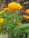 Home flower called as genda