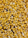 Yellow very tasty corn background
