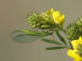 Yellow vetchling and goldeneyed lacewing