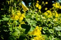 Yellow vibrant poppy field