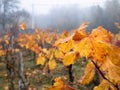 Yellow vine leaves after grape picking in a foggy vineyard