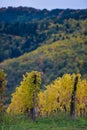 The yellow vines in the fall, Alsace, France