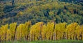 The yellow vines in the fall, Alsace, France