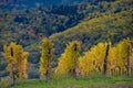 The yellow vines in the fall, Alsace, France