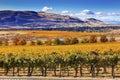 Yellow Vines Grapes Fall Vineyards Red Mountain Benton City Washington Royalty Free Stock Photo