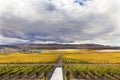 Yellow Vines Grapes Fall Vineyards Red Mountain Benton City Washington Royalty Free Stock Photo