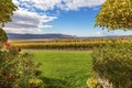 Yellow Vines Grapes Fall Vineyards Red Mountain Benton City Washington Royalty Free Stock Photo