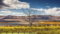 Yellow Vines Grapes Fall Vineyards Red Mountain Benton City Washington Royalty Free Stock Photo