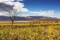 Yellow Vines Grapes Fall Vineyards Red Mountain Benton City Washington Royalty Free Stock Photo