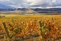 Yellow Vines Grapes Fall Vineyards Red Mountain Benton City Washington Royalty Free Stock Photo