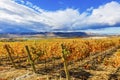 Yellow Vines Grapes Fall Vineyards Red Mountain Benton Royalty Free Stock Photo