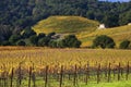 Yellow Vines Hills Vineyards Fall Napa Royalty Free Stock Photo