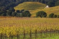 Yellow Vines Leaves Vineyards Fall Napa