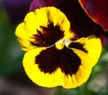 Yellow vinous pansy flowers Viola tricolor
