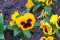 Yellow vinous pansy,Viola tricolor