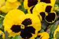 Yellow Viola Cornuta pansy flowers blossom