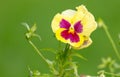 Yellow viola flower in nature Royalty Free Stock Photo