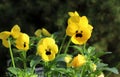 Yellow viola at spring in the garden.Flowers pansies bright yellow colors with a dark mid-closeup .Healthy and edible