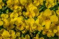 Yellow violas or violets closeup