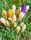 Yellow and violet crocuses or Crocus chrysanthus blooming with dew drops in early spring Royalty Free Stock Photo