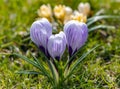 Yellow and violet crocuses or Crocus chrysanthus blooming in early spring in Riga city park. Royalty Free Stock Photo