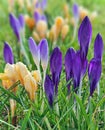 Yellow and violet crocuses or Crocus chrysanthus blooming in early spring in Riga city park. Royalty Free Stock Photo