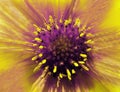 Yellow-violet flower on a blurred background. Closeup. Furry violet-yellow center. Pistils sticking out like needles. For design.