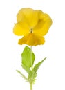 Yellow Violet flower