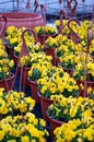 Yellow violet flowers in vases