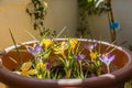 Yellow and violet krokus on the balcony Royalty Free Stock Photo