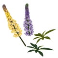 Yellow and violet lupines flowers with leaves isolated on white background.