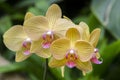 Yellow and Violet Orchid Flower in Biltmore Estate Conservatory Greenhouse Royalty Free Stock Photo