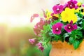 Yellow and violet pansies in flower pot in garden. Copy space. Spring and summer concept.