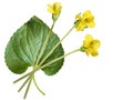 Yellow violet plant