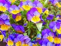 Yellow and violet viola tricolor flowers