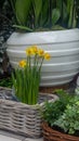 Yellow violets in Wicker pot plants on the background Royalty Free Stock Photo