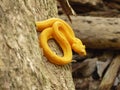 Yellow viper, Costa Rica