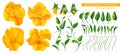 Set of vector realistic hand-drawn detailed flowers of Pansies, yellow Violas. Royalty Free Stock Photo