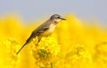 Yellow wagtail