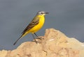 Yellow wagtail