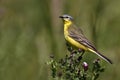 Yellow Wagtail