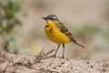 Yellow Wagtail Royalty Free Stock Photo