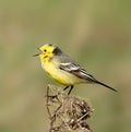 Yellow wagtail Royalty Free Stock Photo