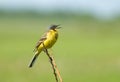 Yellow wagtail