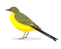 Yellow Wagtail bird - Motacilla lutea.