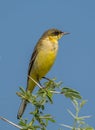 Yellow Wagtail bird